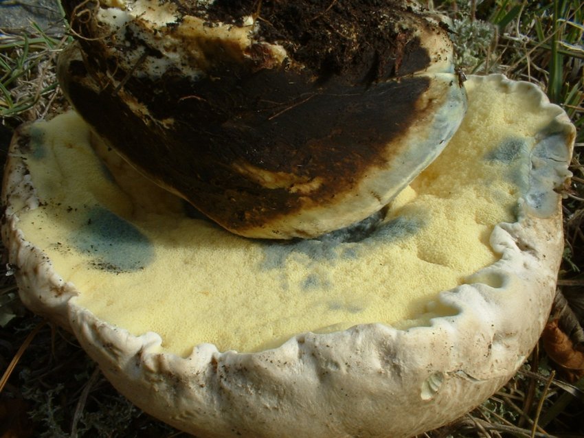 boletus radicans